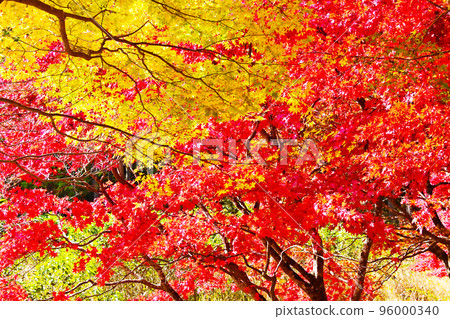 Takadoya Wetland Fall Foliage A hidden spot for autumn foliage Takadoya Wetland Fall Foliage A hidden spot for autumn foliage 96000340