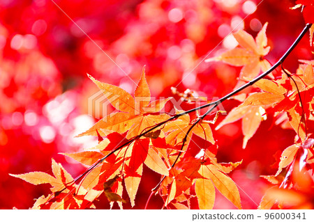Takadoya Wetland Fall Foliage A hidden spot for autumn foliage Takadoya Wetland Fall Foliage A hidden spot for autumn foliage 96000341