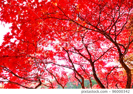 高堂屋濕原紅葉 隱藏的紅葉勝地 96000342