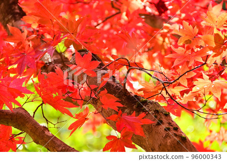Takadoya Wetland Fall Foliage A hidden spot for autumn foliage 96000343
