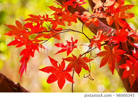 高堂屋濕原紅葉 隱藏的紅葉勝地 96000345