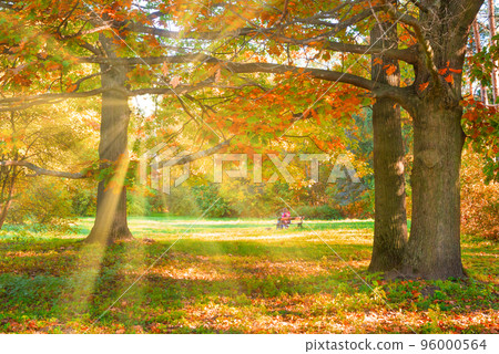 Oak tree with autumn yellow leaves 96000564