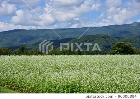 Scenery of Chino City ~Buckwheat field~ 96000894