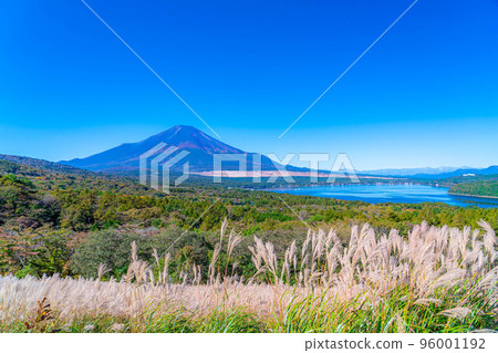 [Mt. Fuji material] Mt. Fuji and pampas grass seen from the sunny Yamanakako panorama platform [Yamanashi Prefecture] 96001192