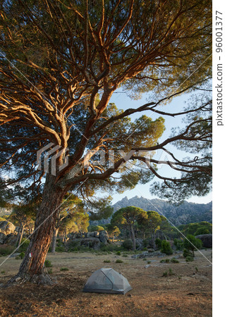A tent under the big tree among beautiful nature landscape. Summer hike. Mediterranean wild nature A tent under the big tree among beautiful nature landscape. Summer hike. Mediterranean wild nature 96001377