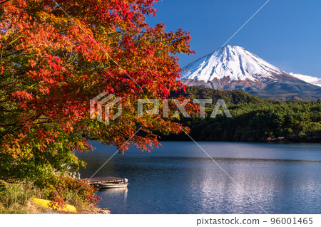《山梨縣》秋天的富士山和西湖的紅葉 96001465