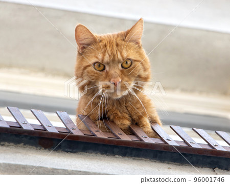 A ginger cat with a frown face sits by an open window and looks into the camera. 96001746