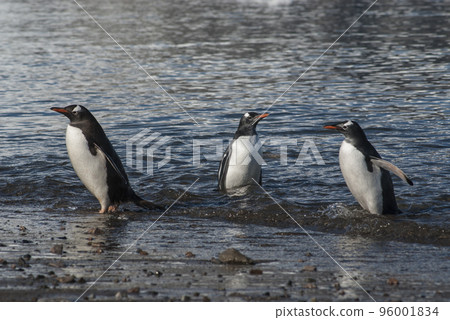 Gentoo Penguin,on an antarctic beach, Neko harbour,Antartica 96001834