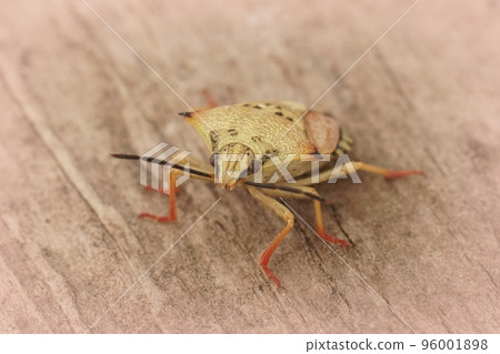 Detailed closeup on the pale colored mediterranean Carpocoris mediterraneus atlanticus shieldbug sitting on wood 96001898