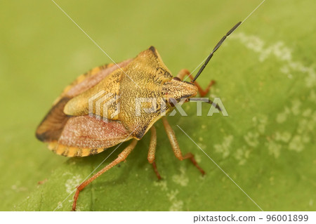 Detailed closeup on the colorful Carpocoris fuscispinus shieldbug sitting on a green leaf 96001899