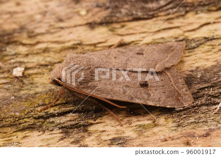 Detailed closeup on the Red-line Quaker owlet moth, Agrochola lota , sitting on wood 96001917