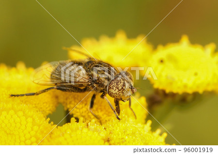 detailed closeup on the small spotty-eyed hoverfly, Eristalinus sepulchralis on a yellow Tansy flower, Tanacetum vulgare 96001919
