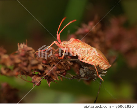 Detailed closeup on a fresh pale colored metamorphosed adult Dock bug,Coreus marginatus 96001920