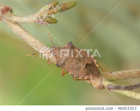Detailed Closeup on the brown Dock leaf bug, Arma custos eating a caterpillar 96001923