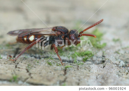 Closeup of a female of the the Large Bear-clawed Nomad Bee, Nomada albogutata on wood 96001924