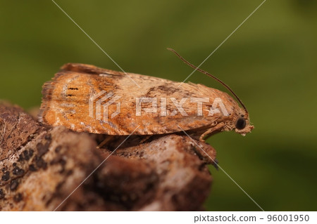 Detailed closeup on the the rusty oak tortricid moth, Cydia amplana , sitting on wood Detailed closeup on the the rusty oak tortricid moth, Cydia amplana , sitting on wood 96001950