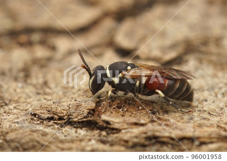 Detailed closeup of a colorful masked bee , Hylaeus meridionalis from Gard, France 96001958