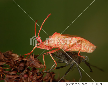 Detailed closeup on a fresh pale colored metamorphosed adult Dock bug,Coreus marginatus Detailed closeup on a fresh pale colored metamorphosed adult Dock bug,Coreus marginatus 96001968