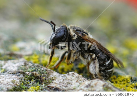 Detailed closeup on a Mediterranean female Common epualette-nomia, Pseudapis diversipes, sitting on wood Detailed closeup on a Mediterranean female Common epualette-nomia, Pseudapis diversipes, sitting on wood 96001970
