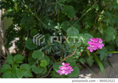 與初夏的綠色植物相協調的紫色天竺葵花 與初夏的綠色植物相協調的紫色天竺葵花 96002022