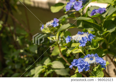 雨季沐浴在陽光下的繡球花（秋葉原） 96002023