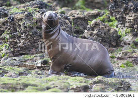 Sea Lion baby, Peninsula Valdes, Heritage Site, Patagonia, Argentina 96002661