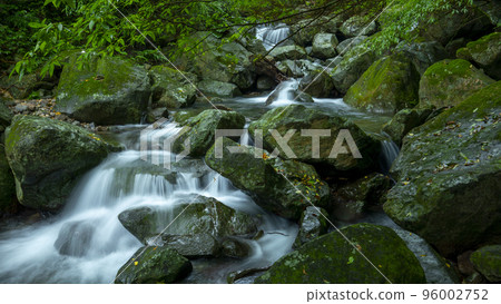 森林，溪流，山泉，臺灣，森、小川、山の泉、台湾、forest, stream, mountain s 96002752