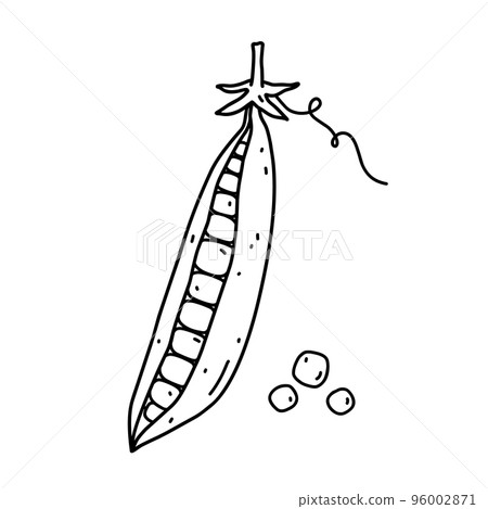 Pea pod isolated on white background 96002871