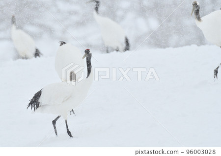 丹頂鶴, 暴風雪, 釧路, 北海道 96003028
