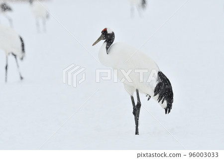 red-crowned crane, blizzard, kushiro, hokkaido red-crowned crane, blizzard, kushiro, hokkaido 96003033