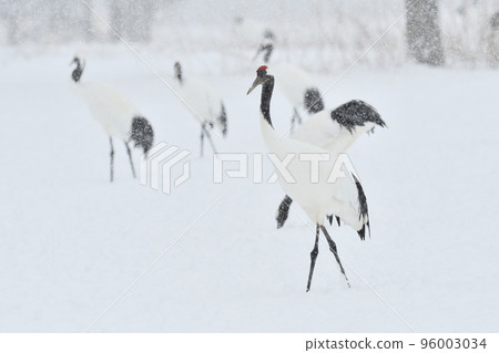 red-crowned crane, blizzard, kushiro, hokkaido red-crowned crane, blizzard, kushiro, hokkaido 96003034