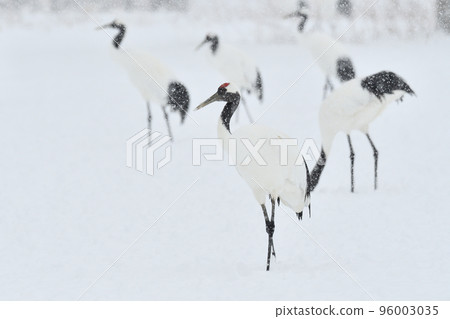 red-crowned crane, blizzard, kushiro, hokkaido red-crowned crane, blizzard, kushiro, hokkaido 96003035
