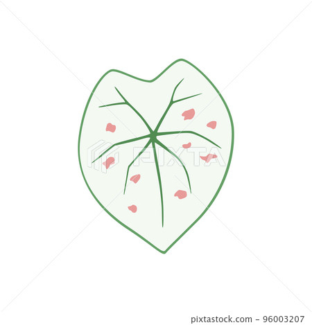 Caladium Strawberry Star, white leaf with pink spots Caladium Strawberry Star, white leaf with pink spots 96003207