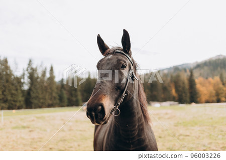 Portrait of brown horse in a autumn field. Wild happy black horse at the nature 96003226