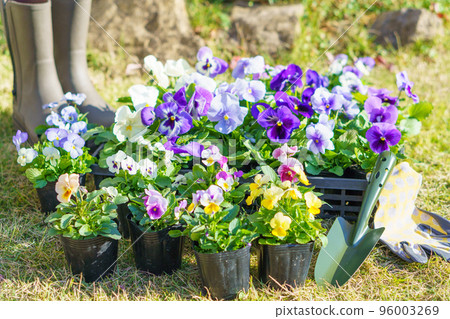 園藝 | 三色堇與堇菜花苗 園藝 | 三色堇與堇菜花苗 96003269