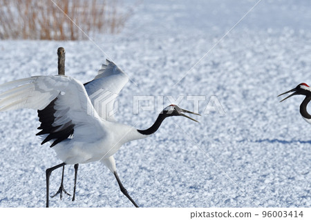 丹頂鶴, 好天氣, 釧路, 北海道 丹頂鶴, 好天氣, 釧路, 北海道 96003414