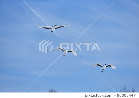 red-crowned crane, fine weather, kushiro, hokkaido red-crowned crane, fine weather, kushiro, hokkaido 96003447