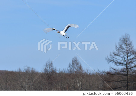 red-crowned crane, fine weather, kushiro, hokkaido red-crowned crane, fine weather, kushiro, hokkaido 96003456