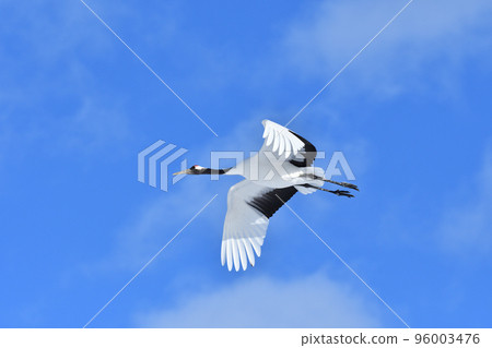 red-crowned crane, fine weather, kushiro, hokkaido 96003476