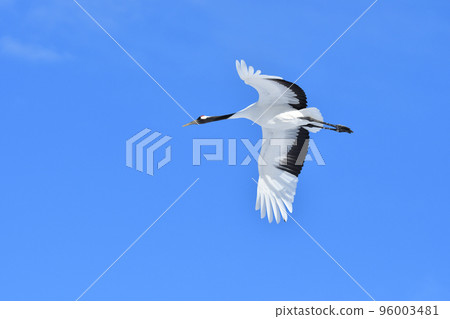 丹頂鶴, 好天氣, 釧路, 北海道 96003481