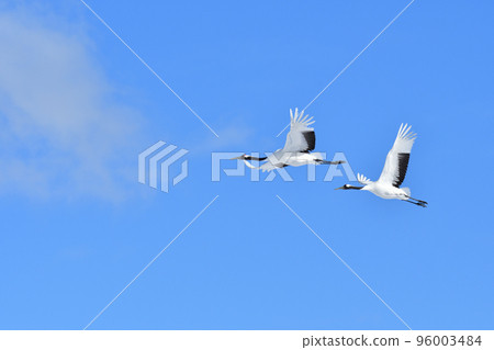 red-crowned crane, fine weather, kushiro, hokkaido 96003484