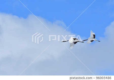 red-crowned crane, fine weather, kushiro, hokkaido 96003486