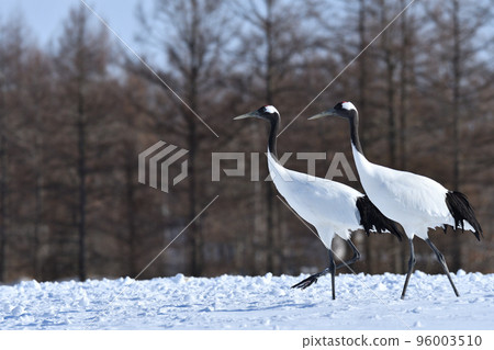 red-crowned crane, fine weather, kushiro, hokkaido 96003510