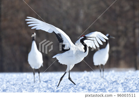 red-crowned crane, fine weather, kushiro, hokkaido 96003511