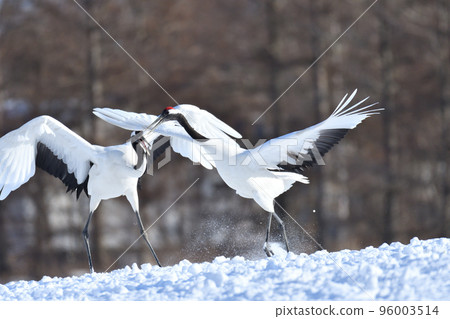red-crowned crane, fine weather, kushiro, hokkaido 96003514