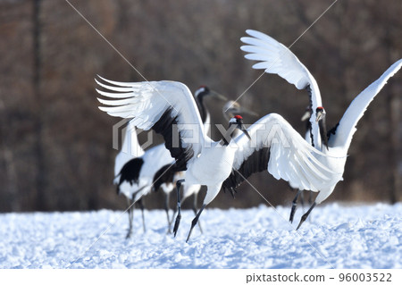 red-crowned crane, fine weather, kushiro, hokkaido 96003522