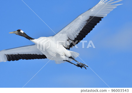 red-crowned crane, fine weather, kushiro, hokkaido 96003543
