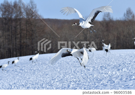 red-crowned crane, fine weather, kushiro, hokkaido 96003586