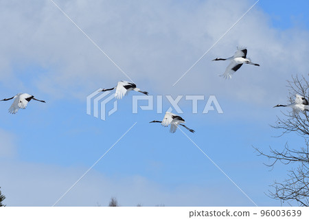 red-crowned crane, fine weather, kushiro, hokkaido red-crowned crane, fine weather, kushiro, hokkaido 96003639