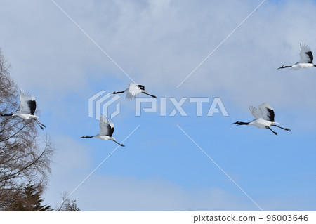 red-crowned crane, fine weather, kushiro, hokkaido 96003646